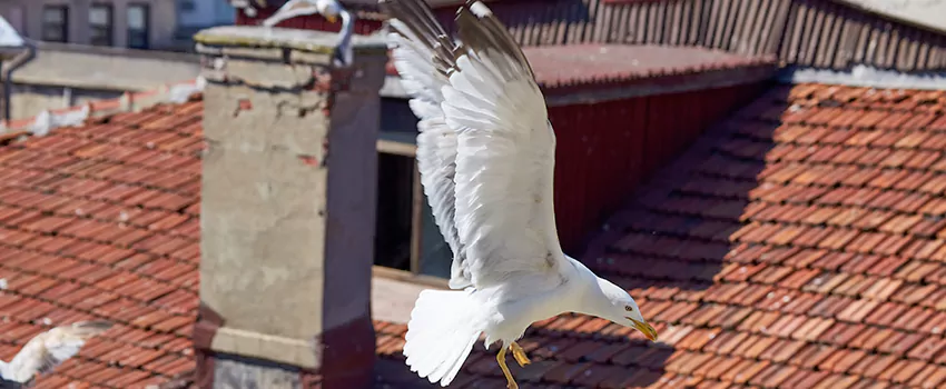 Residential Chimney Animal Removal Solution in Hazel Park, MI